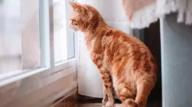 Justiça nega indenização a mulher que reclamou de gatos no trabalho