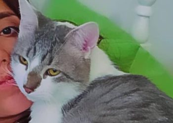 Onde está Tito? Procura por gato perdido na Bolívia mobiliza autoridades