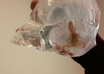 Acidentes com escorpião crescem 22% em São Paulo