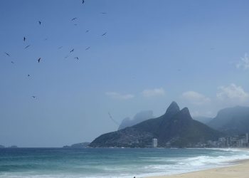 Banco de amostras de albatrozes e petréis tem expansão de 57,5%