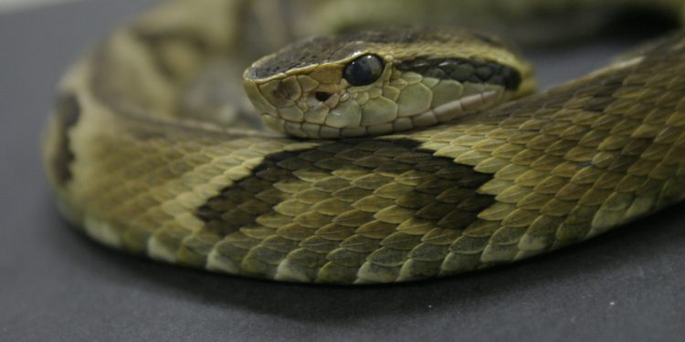 Pedreiro é picado por jararaca em Blumenau e mata cobra antes de ir para hospital