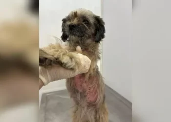 Cachorro é resgatado em estado grave após maus-tratos em Blumenau; tutor é preso