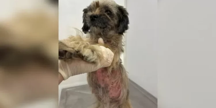 Cachorro é resgatado em estado grave após maus-tratos em Blumenau; tutor é preso