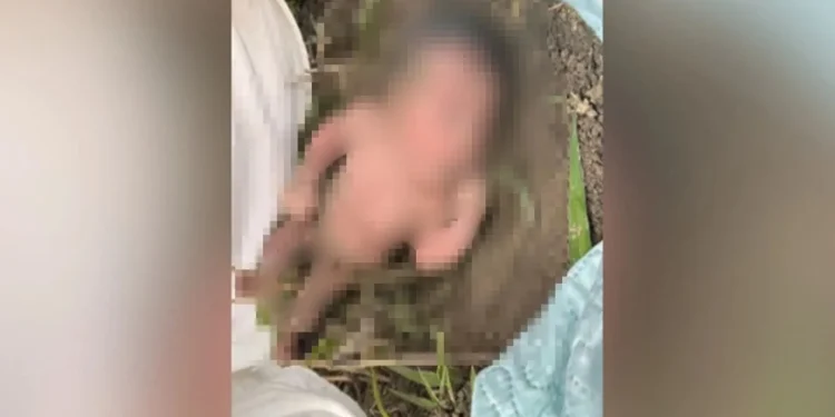 Bebê recém-nascida é encontrada sem roupas, atrás de formigueiro, em uma mata