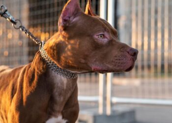Justiça condena tutor de pitbull que atacou e desfigurou cachorra em Blumenau a pagar mais de R$ 5 mil
